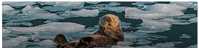 Alaskan sea otter